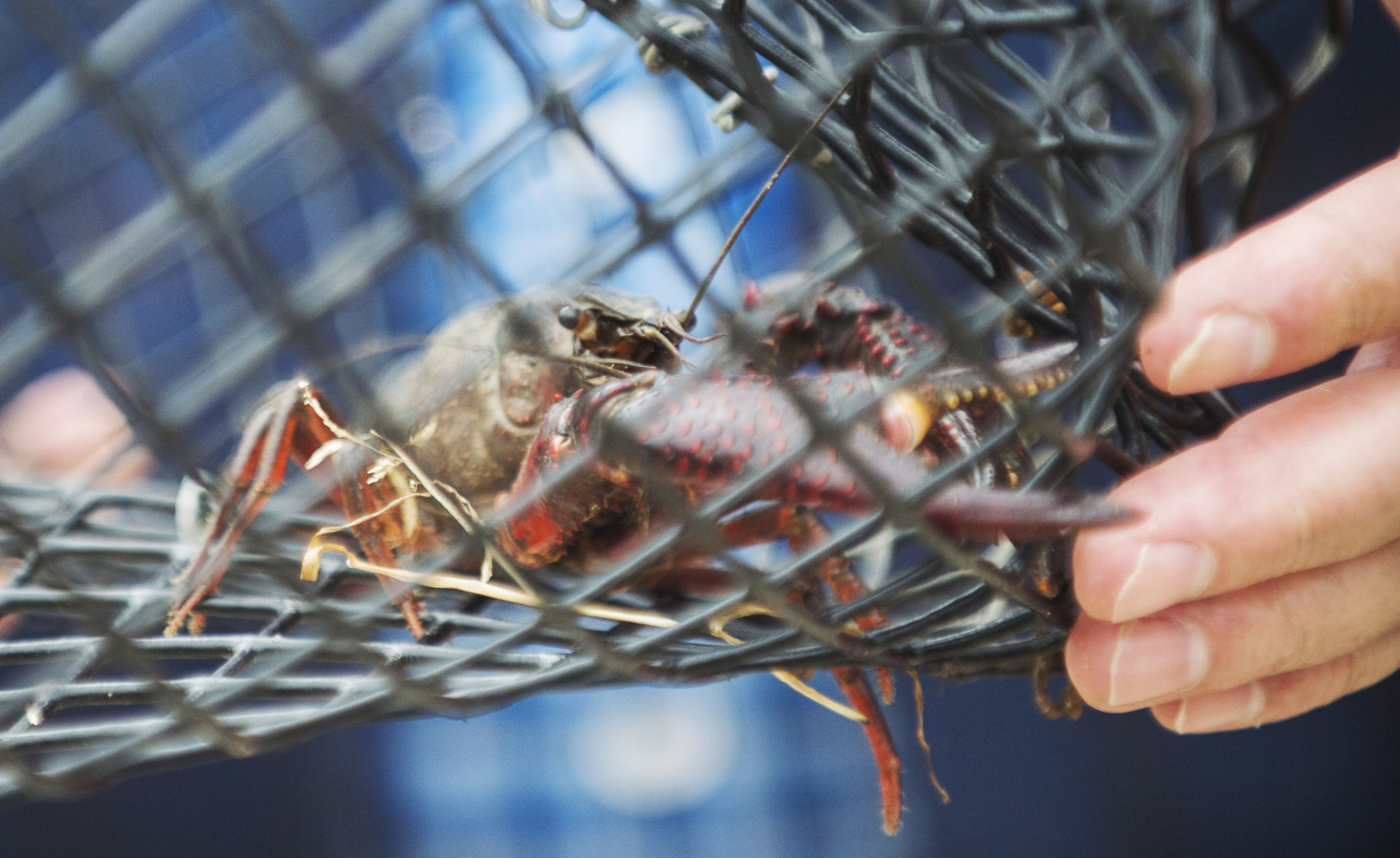 ACA.crawfishpardon007.031319
